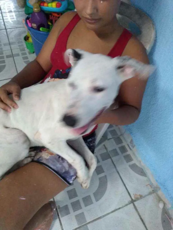 Cachorro ra a Pitbull misturado idade 2 a 6 meses nome branco