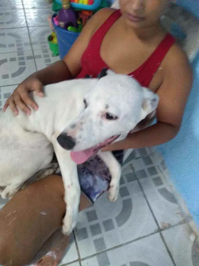 Cachorro ra a Pitbull misturado idade 2 a 6 meses nome branco