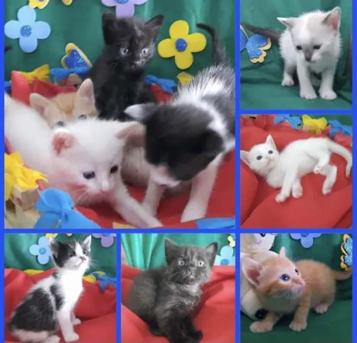 Gato ra a SRD idade Abaixo de 2 meses nome Bibi e irmãos 