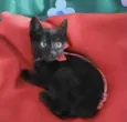 Ofélia 