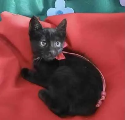 Gato ra a SRD idade Abaixo de 2 meses nome Ofélia 