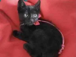 Gato raça SRD idade Abaixo de 2 meses nome Ofélia 