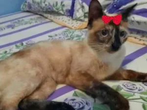 Gato raça SRD idade 2 a 6 meses nome Escalarte 