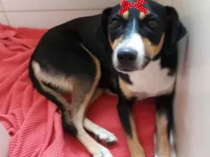 Cachorro raça Mestiça  idade 1 ano nome Rebeca 