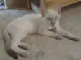 Gata femea castrada 