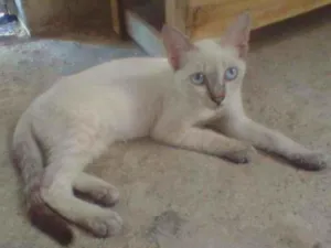 Gato raça Siames idade 2 a 6 meses nome Gata femea castrada 