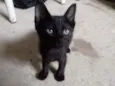 Gato preto para adoç