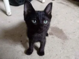 Gato raça Srd idade 2 a 6 meses nome Gato preto para adoç