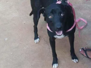Cachorro raça SRD idade 1 ano nome Pretinha