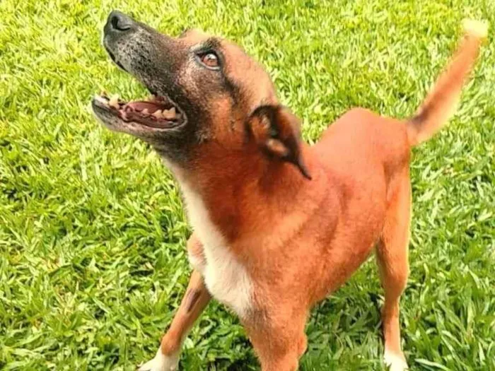 Cachorro raça sem raça definida idade 5 anos nome Guará