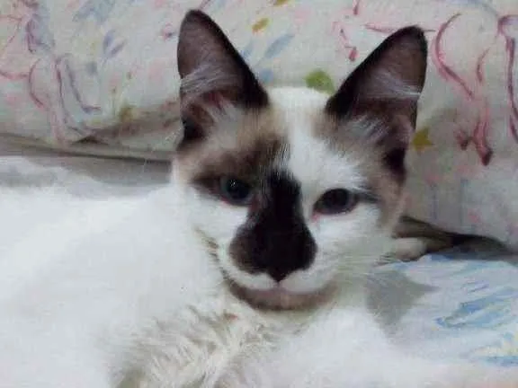 Gato ra a Viralata idade 2 a 6 meses nome Sem nome