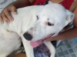 Cachorro raça Pitbull misturado idade 2 a 6 meses nome branco