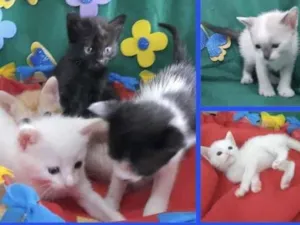 Gato raça SRD idade Abaixo de 2 meses nome Bibi e irmãos 