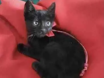 Gato ra a SRD idade Abaixo de 2 meses nome Ofélia 