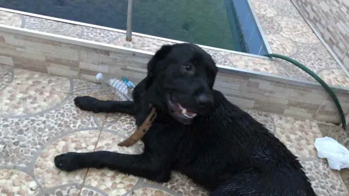 Cachorro ra a Labrador  idade 2 a 6 meses nome Negão 