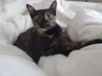 Arya