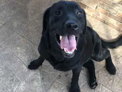 Cachorro raça Labrador  idade 2 a 6 meses nome Negão 