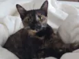 Arya