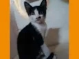 Barão
