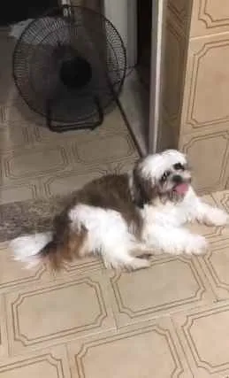 Cachorro ra a Shitsu  idade 2 anos nome Bento