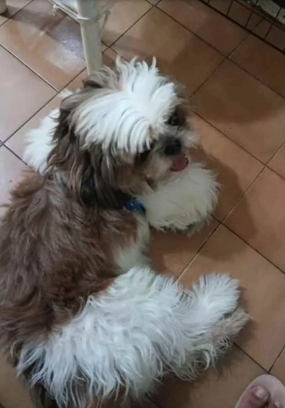 Cachorro ra a Shitsu  idade 2 anos nome Bento