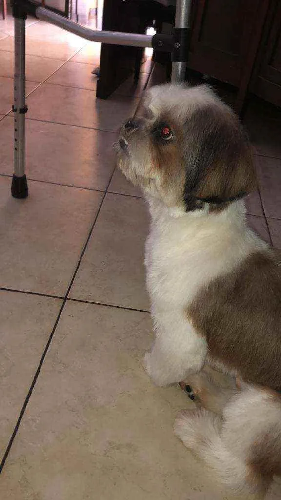 Cachorro ra a Shitsu  idade 2 anos nome Bento