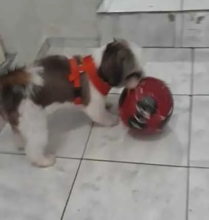 Cachorro ra a Shitsu  idade 2 anos nome Bento