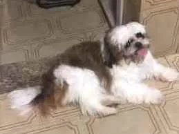 Cachorro ra a Shitsu  idade 2 anos nome Bento