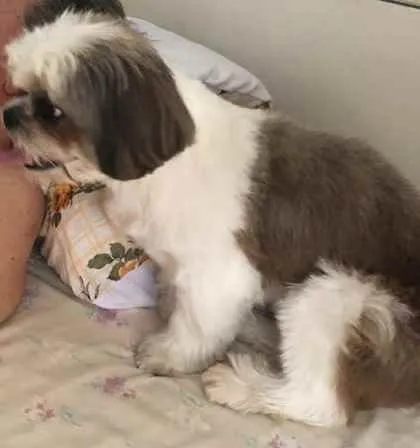 Cachorro ra a Shitsu  idade 2 anos nome Bento
