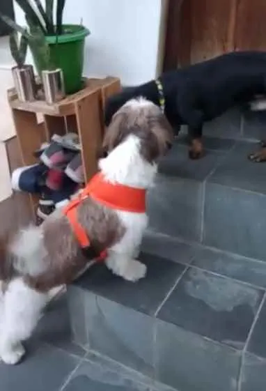 Cachorro ra a Shitsu  idade 2 anos nome Bento