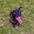 Zeca