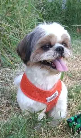 Cachorro ra a Shitsu  idade 2 anos nome Bento