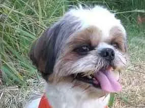 Cachorro raça Shitsu  idade 2 anos nome Bento