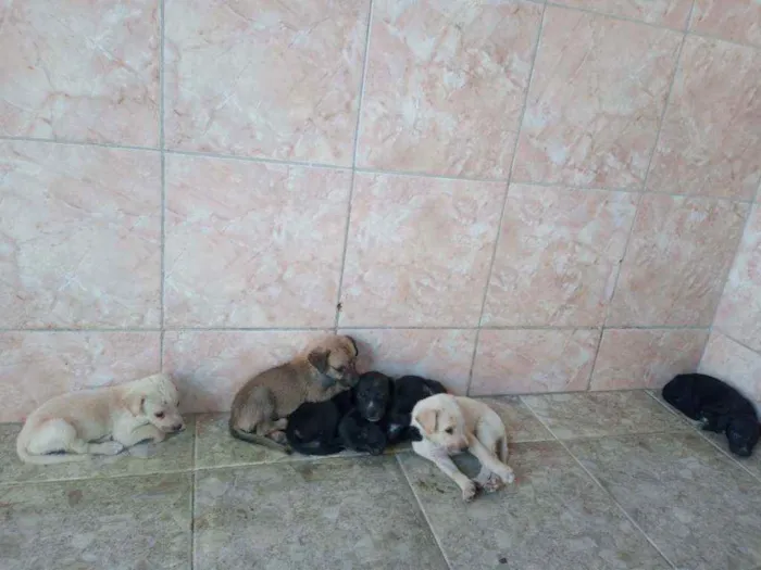 Cachorro ra a Misturado idade 2 a 6 meses nome Sem nome ainda, são 