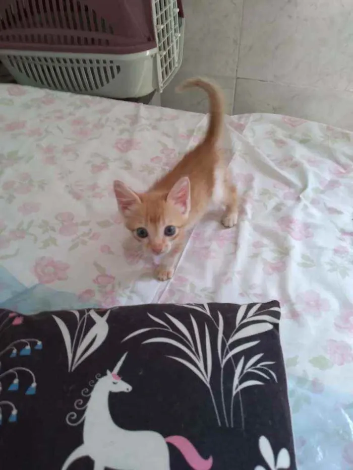 Gato ra a mestiços idade Abaixo de 2 meses nome Sem nomes