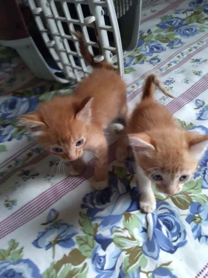 Gato ra a mestiços idade Abaixo de 2 meses nome Sem nomes