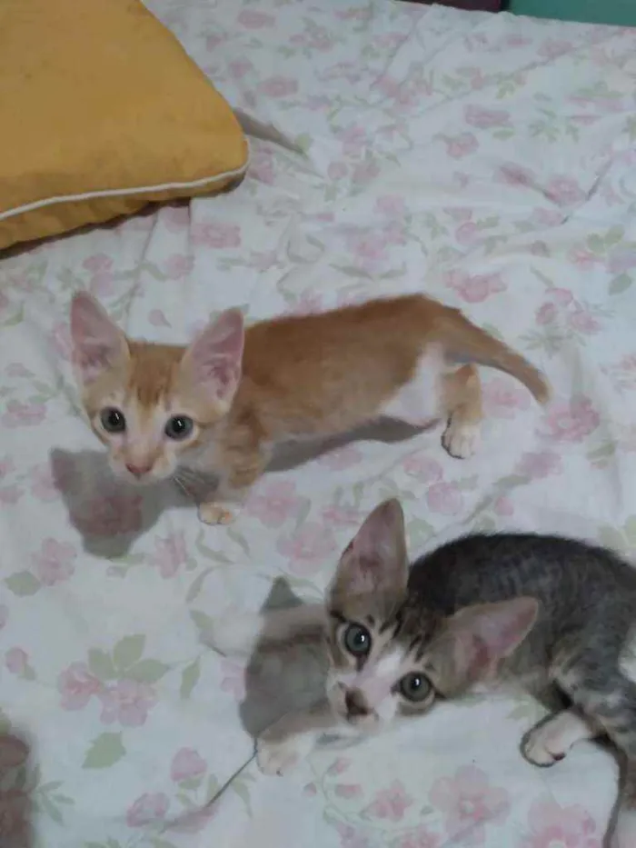 Gato ra a mestiços idade Abaixo de 2 meses nome Sem nomes