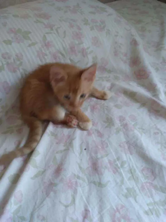 Gato ra a mestiços idade Abaixo de 2 meses nome Sem nomes