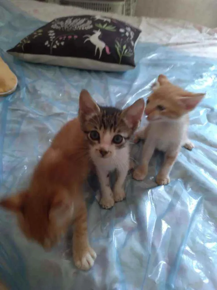 Gato ra a mestiços idade Abaixo de 2 meses nome Sem nomes