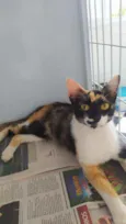Tricolor