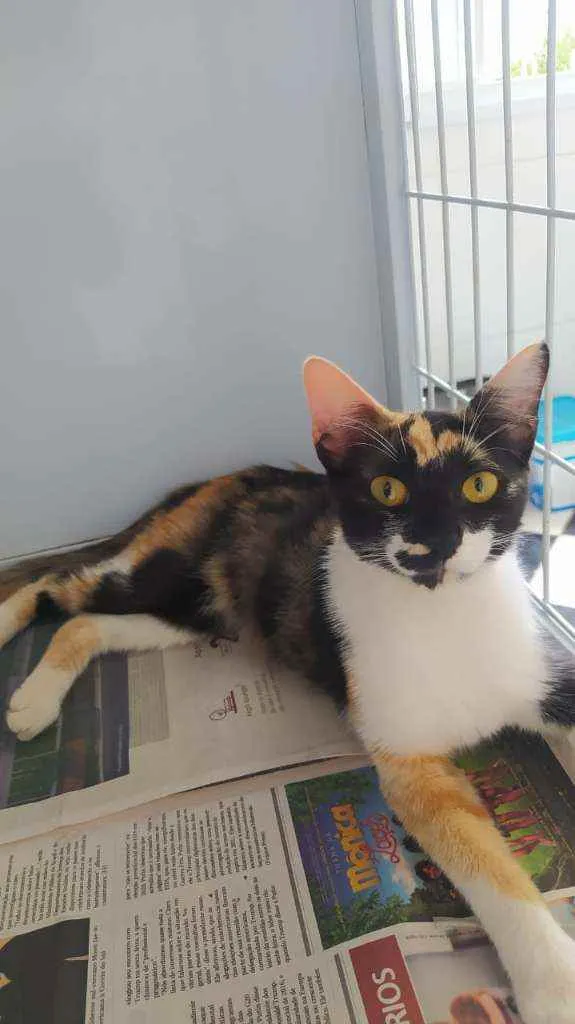 Gato ra a Srd idade 7 a 11 meses nome Tricolor