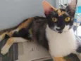Tricolor