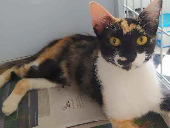 Gato ra a Srd idade 7 a 11 meses nome Tricolor