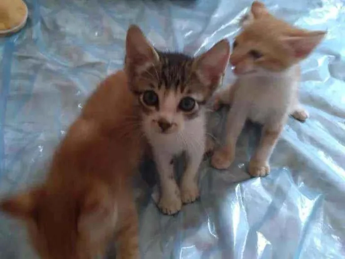 Gato ra a mestiços idade Abaixo de 2 meses nome Sem nomes