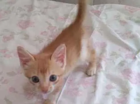 Gato ra a mestiços idade Abaixo de 2 meses nome Sem nomes