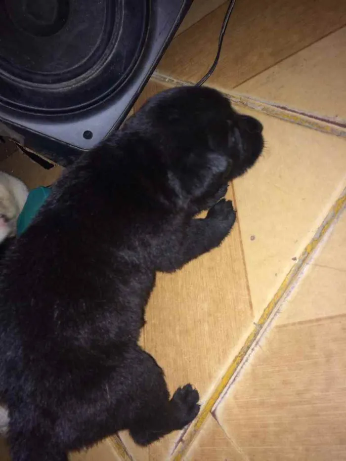 Cachorro ra a Poodle  idade Abaixo de 2 meses nome Laureta , Juliette 