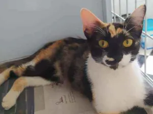 Gato raça Srd idade 7 a 11 meses nome Tricolor