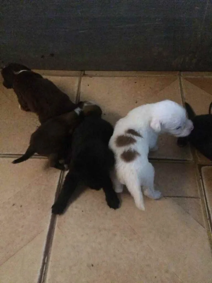 Cachorro ra a Poodle  idade Abaixo de 2 meses nome Laureta , Juliette 