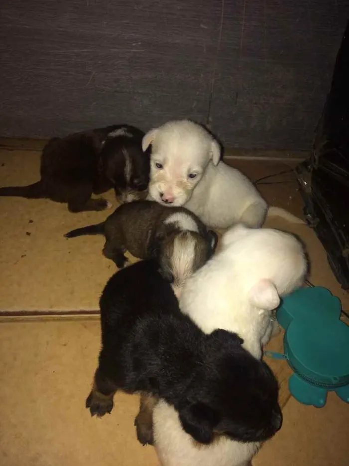 Cachorro ra a Poodle  idade Abaixo de 2 meses nome Laureta , Juliette 