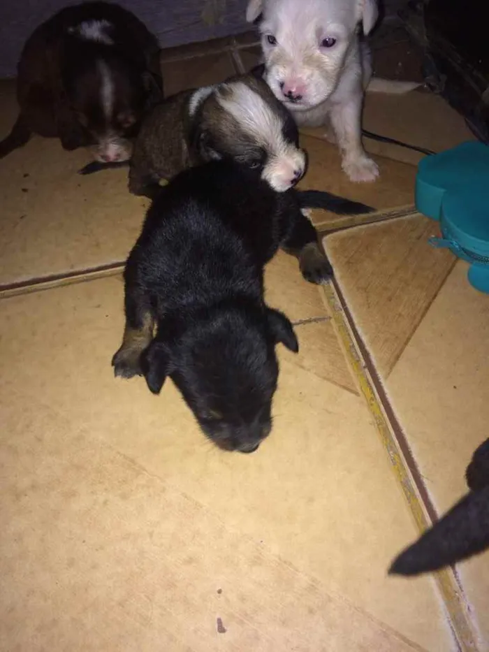 Cachorro ra a Poodle  idade Abaixo de 2 meses nome Laureta , Juliette 
